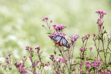 フジバカマの蜜を吸うアサギマダラ