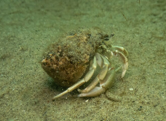 Longwrist Hermit Crab