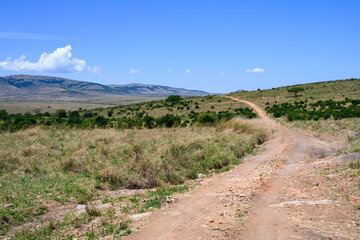 Fototapeta premium Game drive dirt road in the Maasai Mara National Reserve across the savanna landscape, African wildlife adventure safari in Kenya 