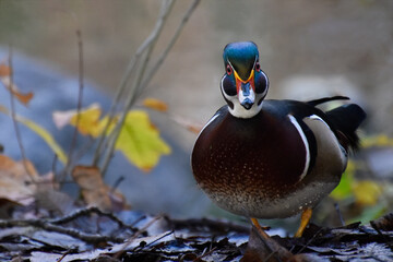 Humorous portrait of a Wood Duck, looking at the camera with a funny expression.