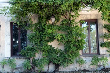 A wall covered by creeper in Villa d'Este, Tivoli