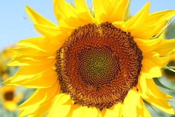 Sunflower (at the feet of Mount Conero, La Marche)