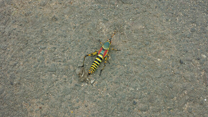 Elegant Grasshopper South Africa Brightly colored grasshopper on the rocky ground