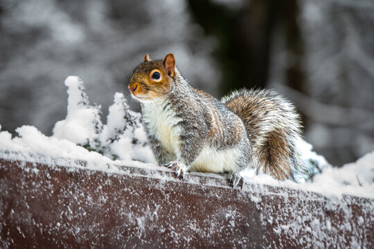 Grey squirrel in winter snow in scotland
