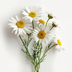 Fototapeta premium Bouquet of white daisies with yellow centers