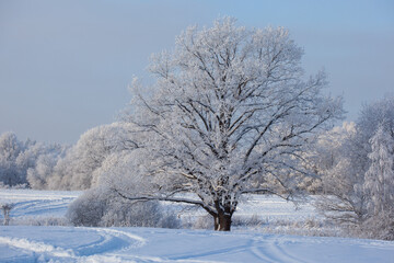 winter landscape with gorgeous oak and forest trees covered with snow and hoarfrost in a blue frosty haze
