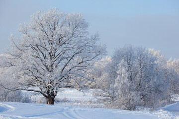 winter landscape with gorgeous oak and forest trees covered with snow and hoarfrost in a blue...