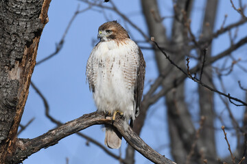 Red-tailed Hawk (Buteo jamaicensis) sitting on a branch with blue sky behind. Immature Red-tailed Hawk showing talons, yellow eye, and white belly with brown band. New York City.