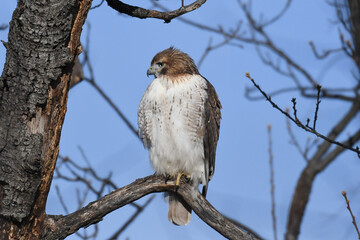 Red-tailed Hawk perched on a tree branch with blue sky background. Young Red-tailed Hawks have yellow eyes and brown, banded tails. Bird of prey in New York City.