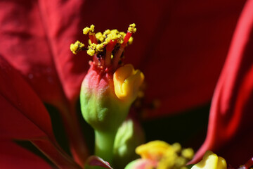Poinsettia cyathium. Macro closeup of poinsettia flowers. Tiny flowers of poinsettia (Euphorbia pulcherrima) are clustered in cyathia, which bear yellow nectar glands to attract insect pollinators. © David Jeffrey Ringer