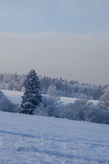 Fototapeta premium winter landscape with snowy fields and forest covered with hoarfrost in a frosty haze