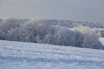 Obraz premium winter landscape with snowy fields and forest covered with hoarfrost in a frosty haze on gray sky background