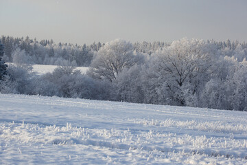 winter landscape with snowy fields and forest covered with hoarfrost in a frosty haze