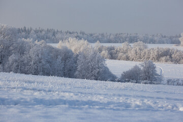 winter landscape with snowy fields and forest covered with hoarfrost in a frosty haze on gray sky...