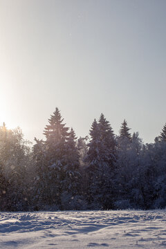 winter forest in the snow at sunset on a sunny day