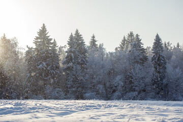 winter forest in the snow at sunset on a sunny day