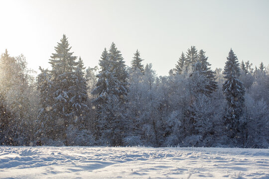 winter forest in the snow at sunset on a sunny day