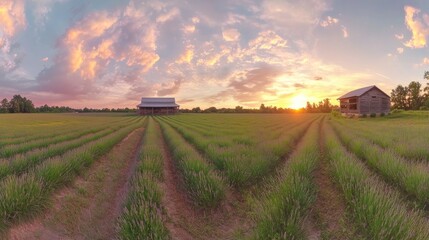 Fototapeta premium Sunset over lavender field with two barns.