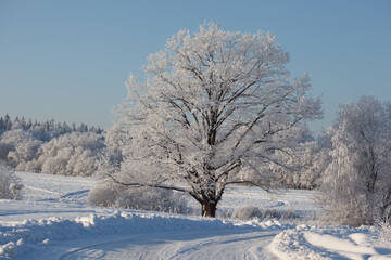 winter landscape with gorgeous oak and forest trees covered with snow and hoarfrost in a blue frosty haze