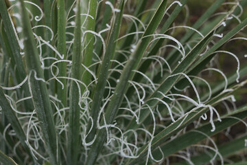 Close-up of frosted yucca leaves with natural curly fibers. Highlights the intricate patterns of frost on the green plant. Perfect for nature, winter, and botanical-themed designs or backgrounds.