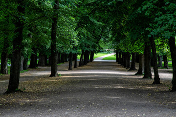 baumallee mitten in oslo