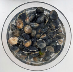 Palourdes de Bretagne, fra&icirc;chement p&eacute;ch&eacute;es