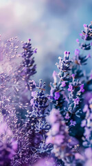 Field of purple flowers with a blue sky in the background