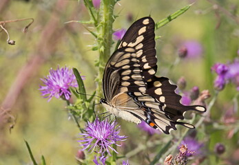 swallowtail butterfly