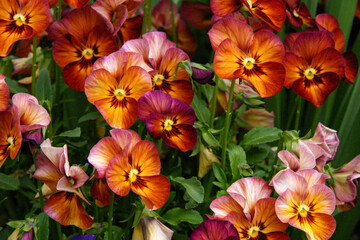 beautiful warm colors of pansy garden bed