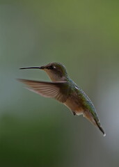 Fototapeta premium hummingbird