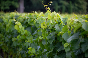 New Zealand grape vines.