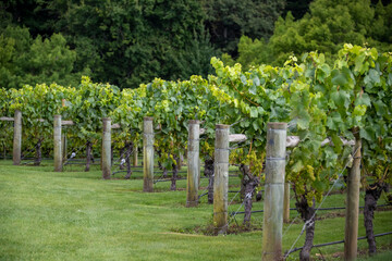 New Zealand winery
