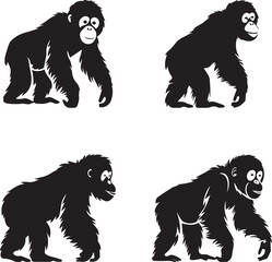 silhouette of orangutan on white background © Parvez