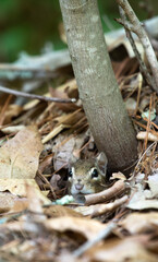 Eastern Chipmunk