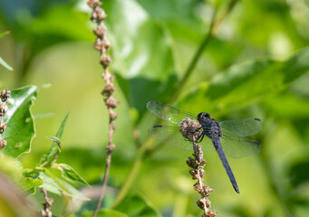 Slaty Skimmer