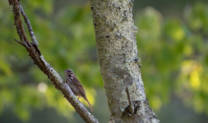 Song Sparrow