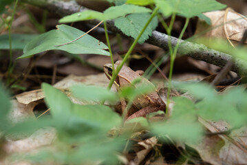 Wood Frog