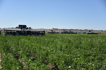 Yuma, AZ. USA. 11/2024.  Emerald Packing mobile harvest platforms towed by New Holland 202 series tractor. Personnel spend 17 million hours in farm labor for Yuma County to produce the 1 billion pound