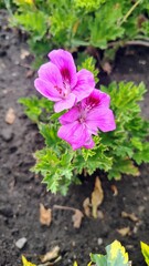 Flower pink yellow 