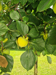 Green and yellow fruits on a persimmon tree growing in a garden.