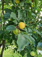 Green and yellow fruits on a persimmon tree growing in a garden.