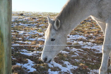 horse in winter