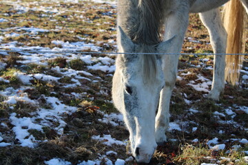 horse in winter