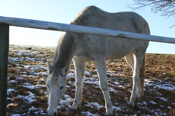 horse in winter