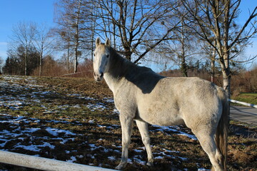 horse in winter