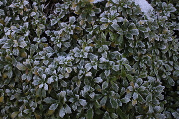 background of green leaves