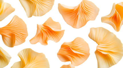 Beautiful Delicate Orange Petals Isolated on White Background for Nature or Floral Designs