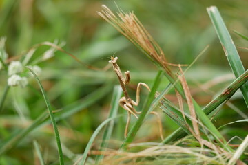 Brown stick praying mantis perched on grass blade in macro photography, selective focus, natural habitat, wildlife photography, earthy tones, minimalist nature composition