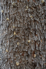 Obraz premium volcanoes at the entrance to the trunk of Tomicus Destruens, also known as pine borer, a borer pest that affects the weakest pines, either due to drought or other pests.