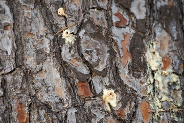volcanoes at the entrance to the trunk of Tomicus Destruens, also known as pine borer, a borer pest...